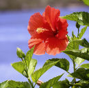 Hibiscus